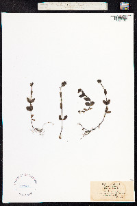Veronica alpina image