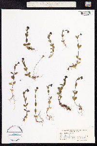 Veronica alpina image