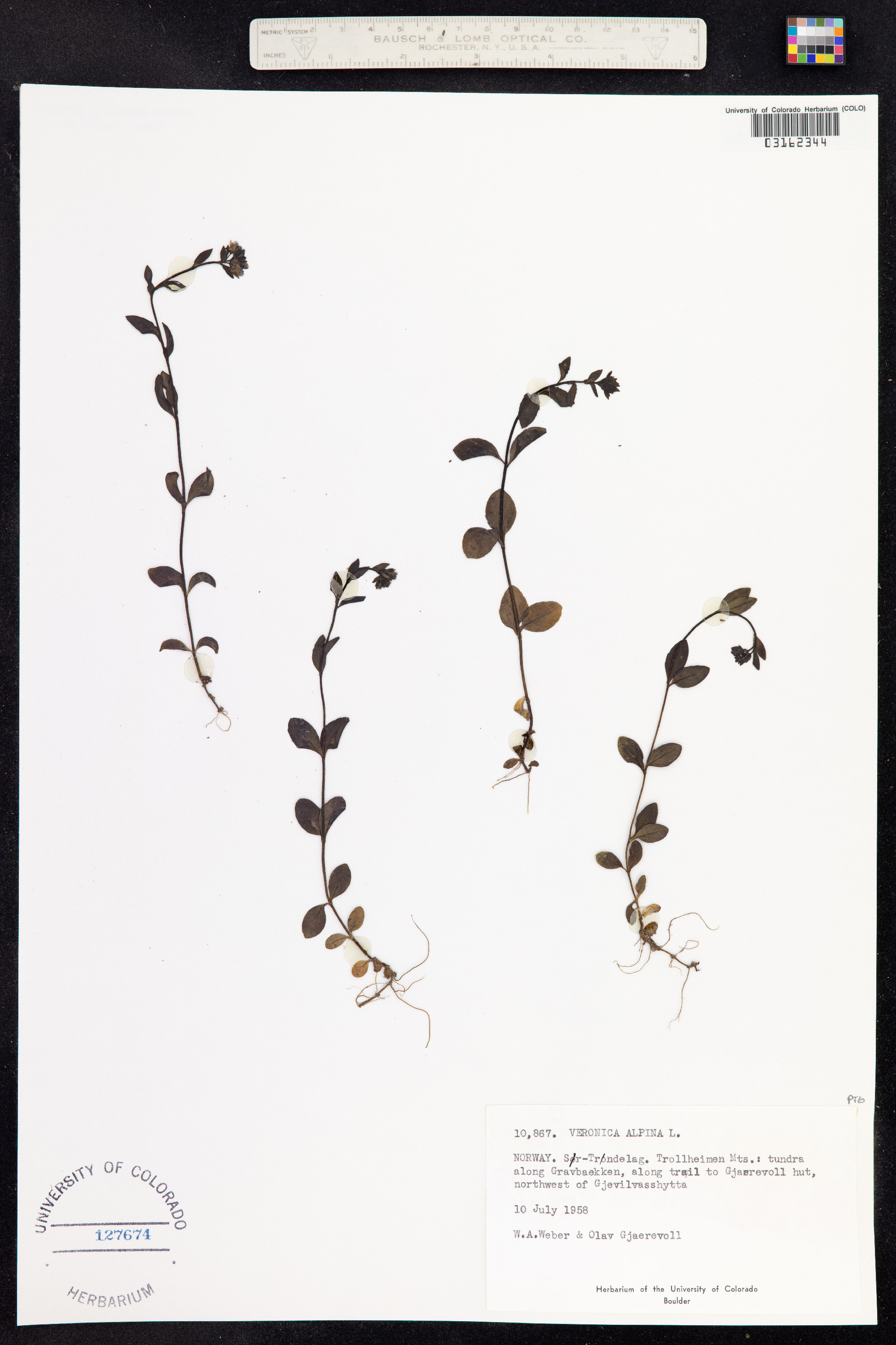 Veronica alpina image