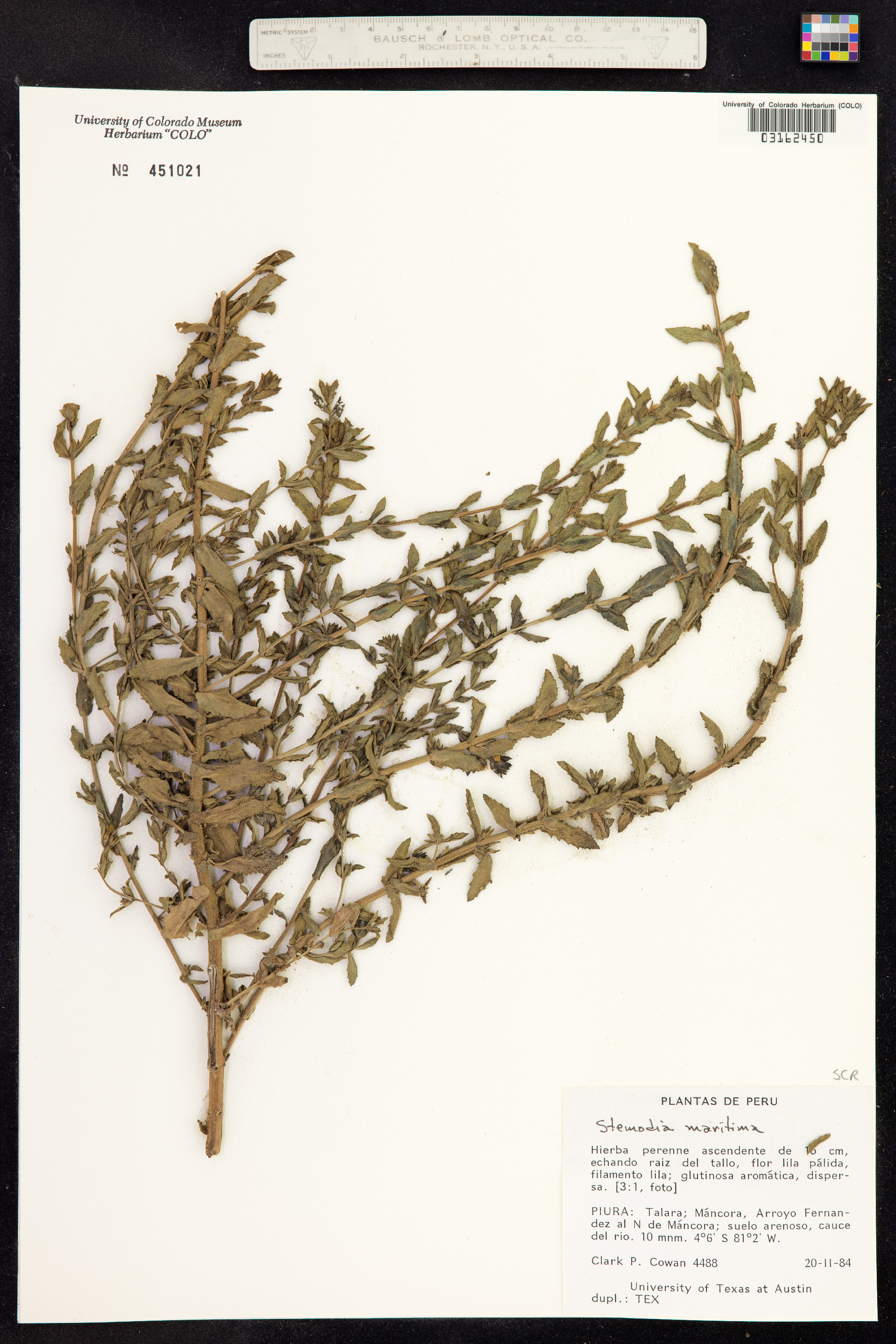 Stemodia maritima image