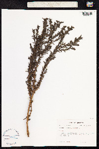 Stemodia maritima image