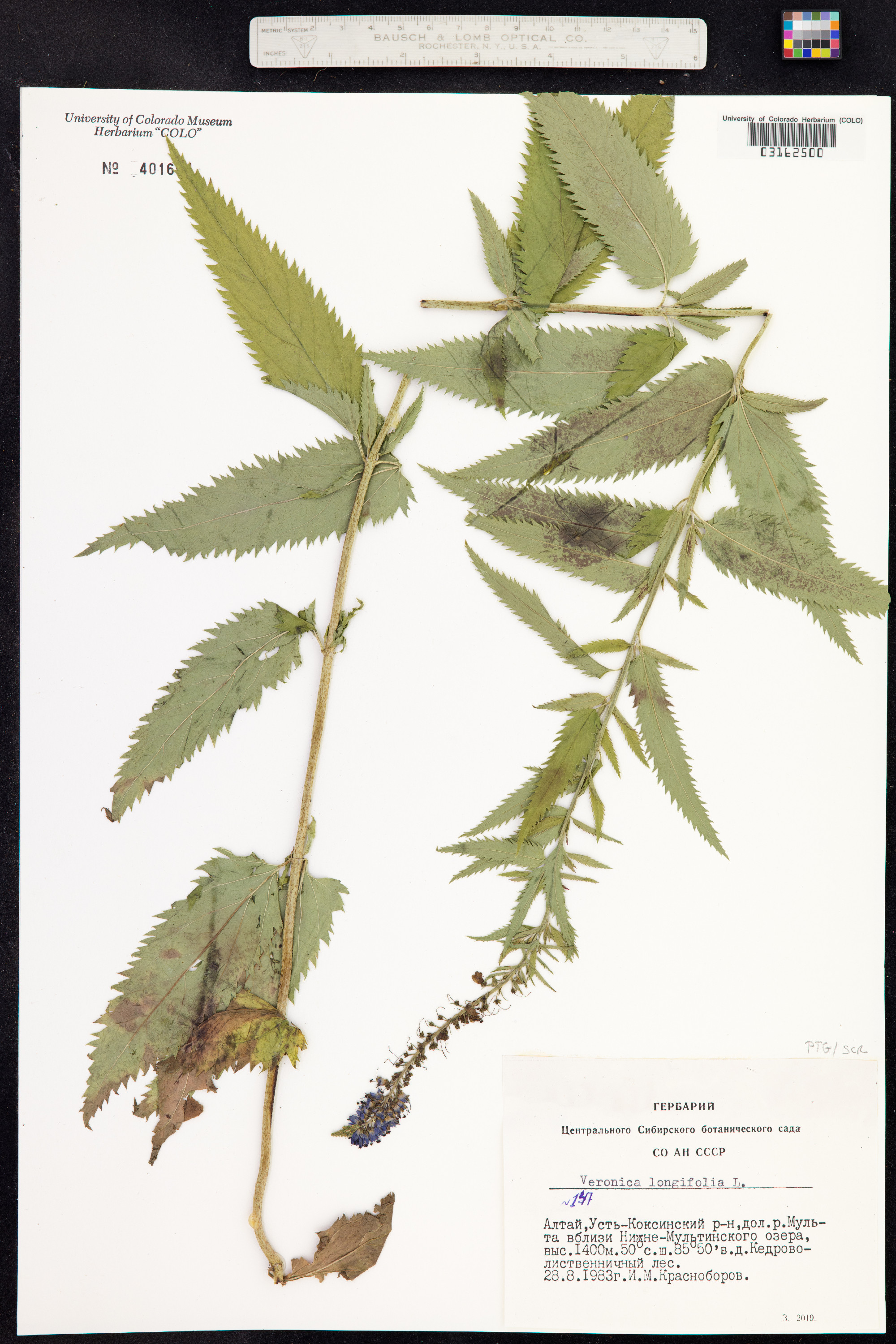 Veronica longifolia image