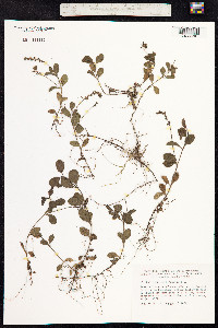 Veronica officinalis image