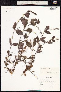 Veronica officinalis image