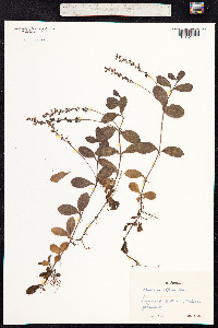 Veronica officinalis image