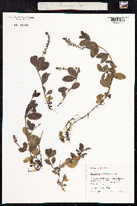 Veronica officinalis image