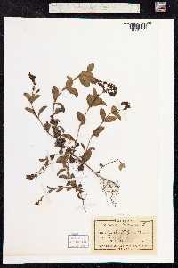 Veronica officinalis image