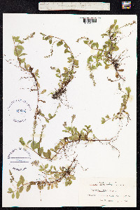 Veronica officinalis image