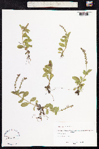 Veronica officinalis image