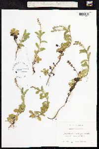 Veronica officinalis image