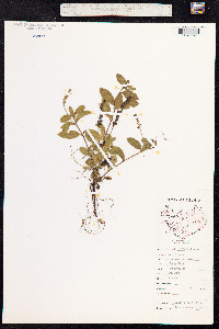 Veronica officinalis image