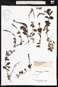 Veronica officinalis image