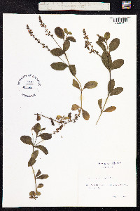 Veronica officinalis image