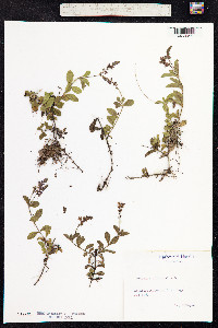Veronica officinalis image