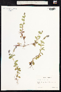 Veronica officinalis image