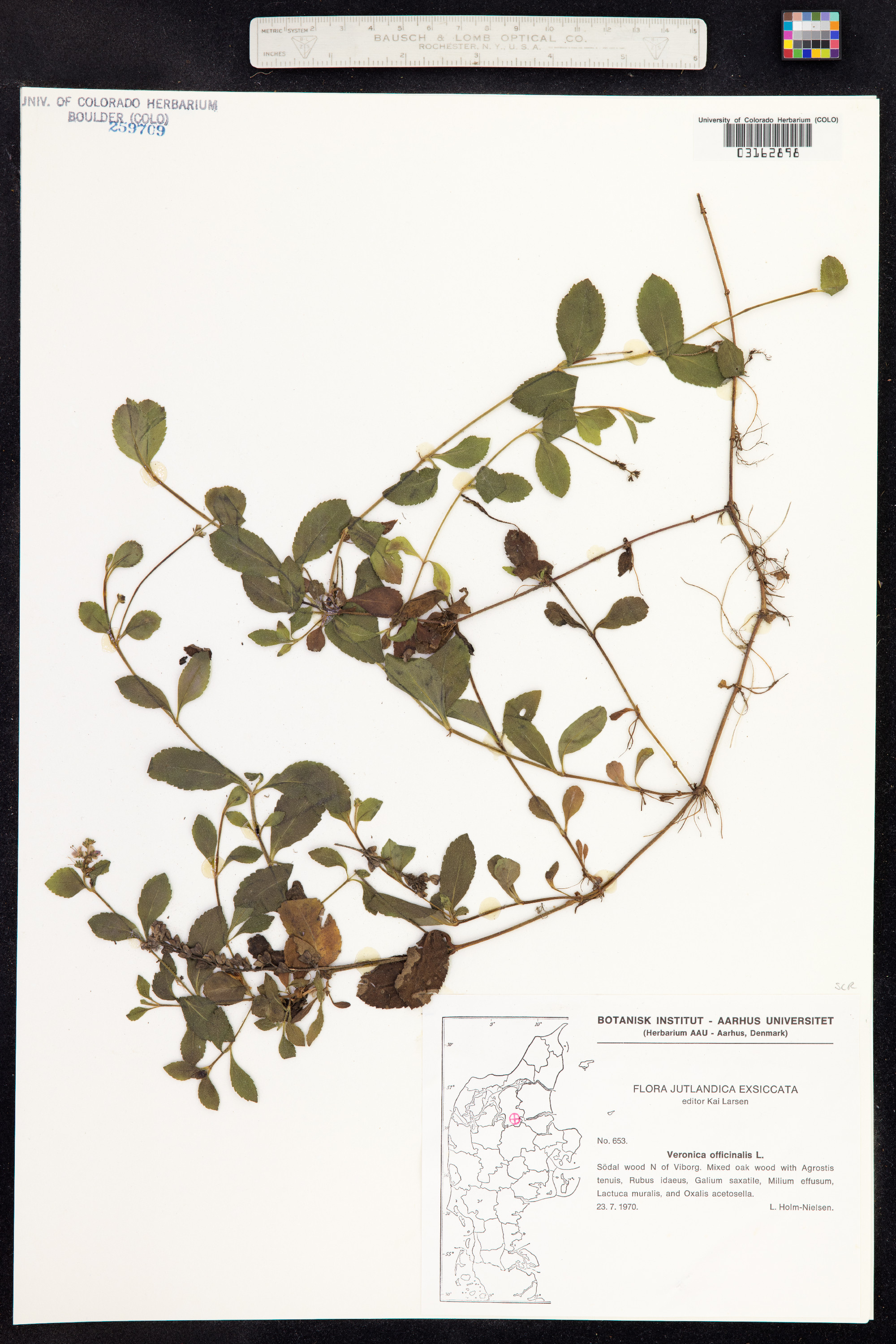 Veronica officinalis image