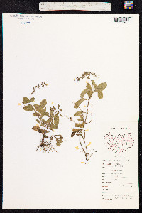 Veronica officinalis image
