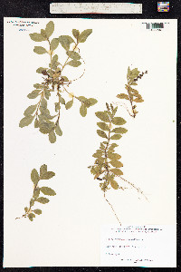 Veronica officinalis image