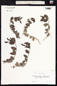 Veronica officinalis image
