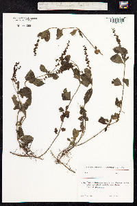 Veronica officinalis image