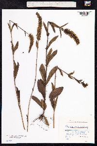 Veronica officinalis image