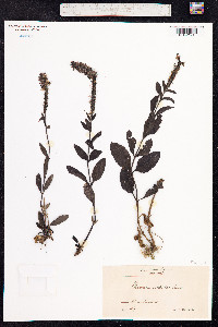 Veronica officinalis image