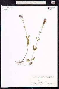 Veronica officinalis image