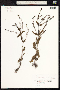 Veronica anagallis-aquatica image