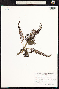 Veronica anagallis-aquatica image