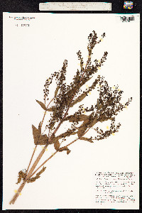 Veronica anagallis-aquatica image