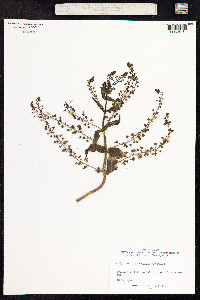 Veronica anagallis-aquatica image