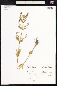 Veronica anagallis-aquatica image