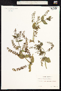 Veronica anagallis-aquatica image