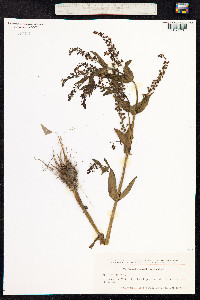 Veronica anagallis-aquatica image