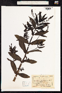 Veronica anagallis-aquatica image