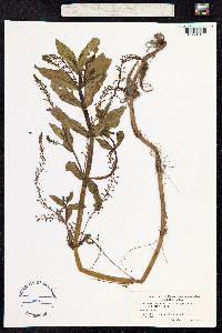 Veronica anagallis-aquatica image