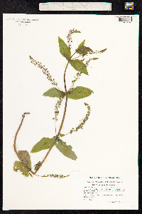 Veronica anagallis-aquatica image