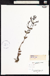 Veronica anagallis-aquatica image