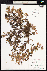 Veronica anagallis-aquatica image