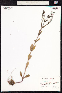 Veronica anagallis-aquatica image
