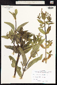 Veronica anagallis-aquatica image