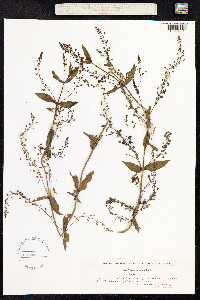 Veronica anagallis-aquatica image
