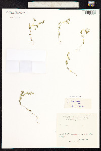 Veronica arvensis image