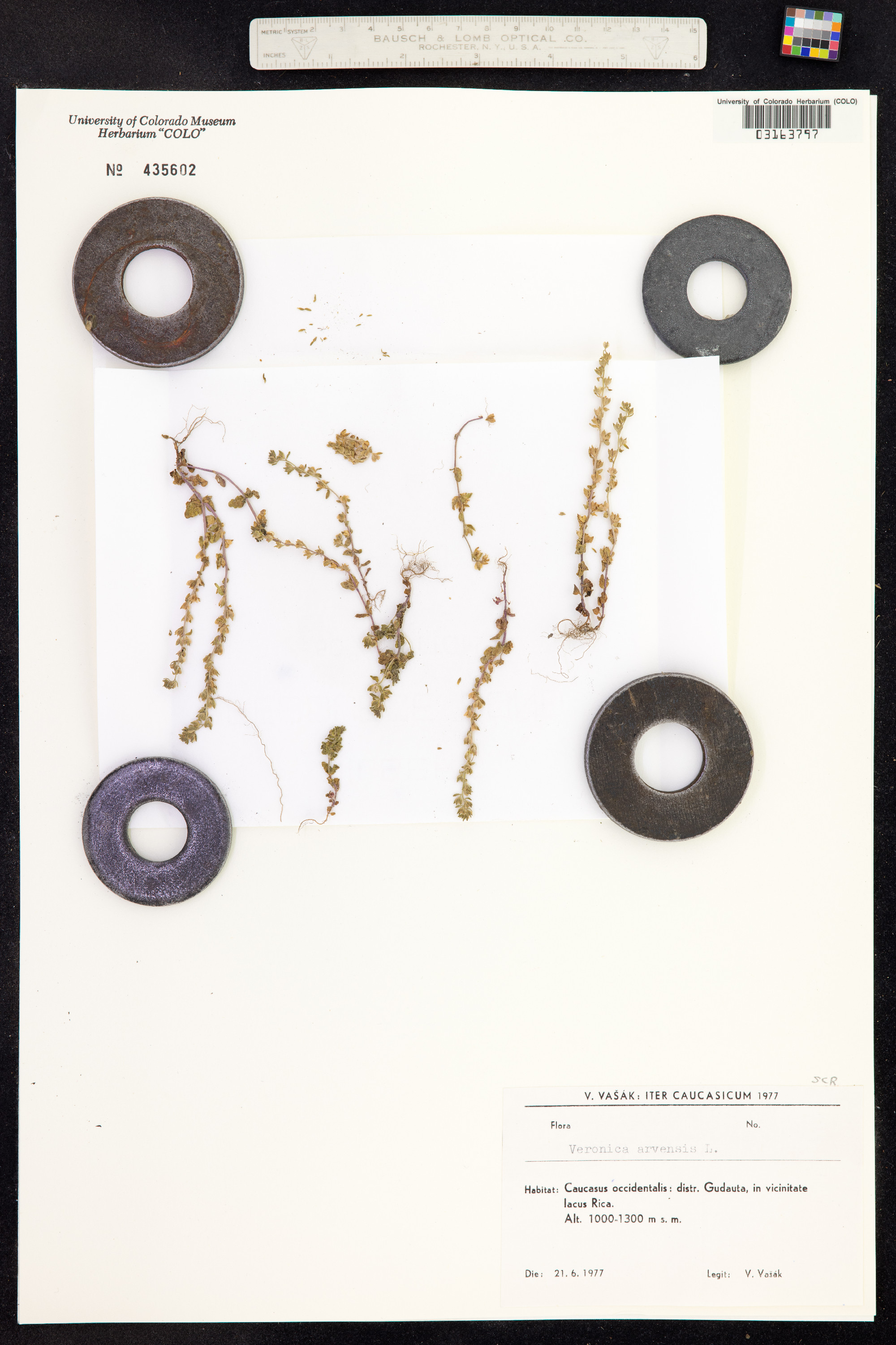 Veronica arvensis image