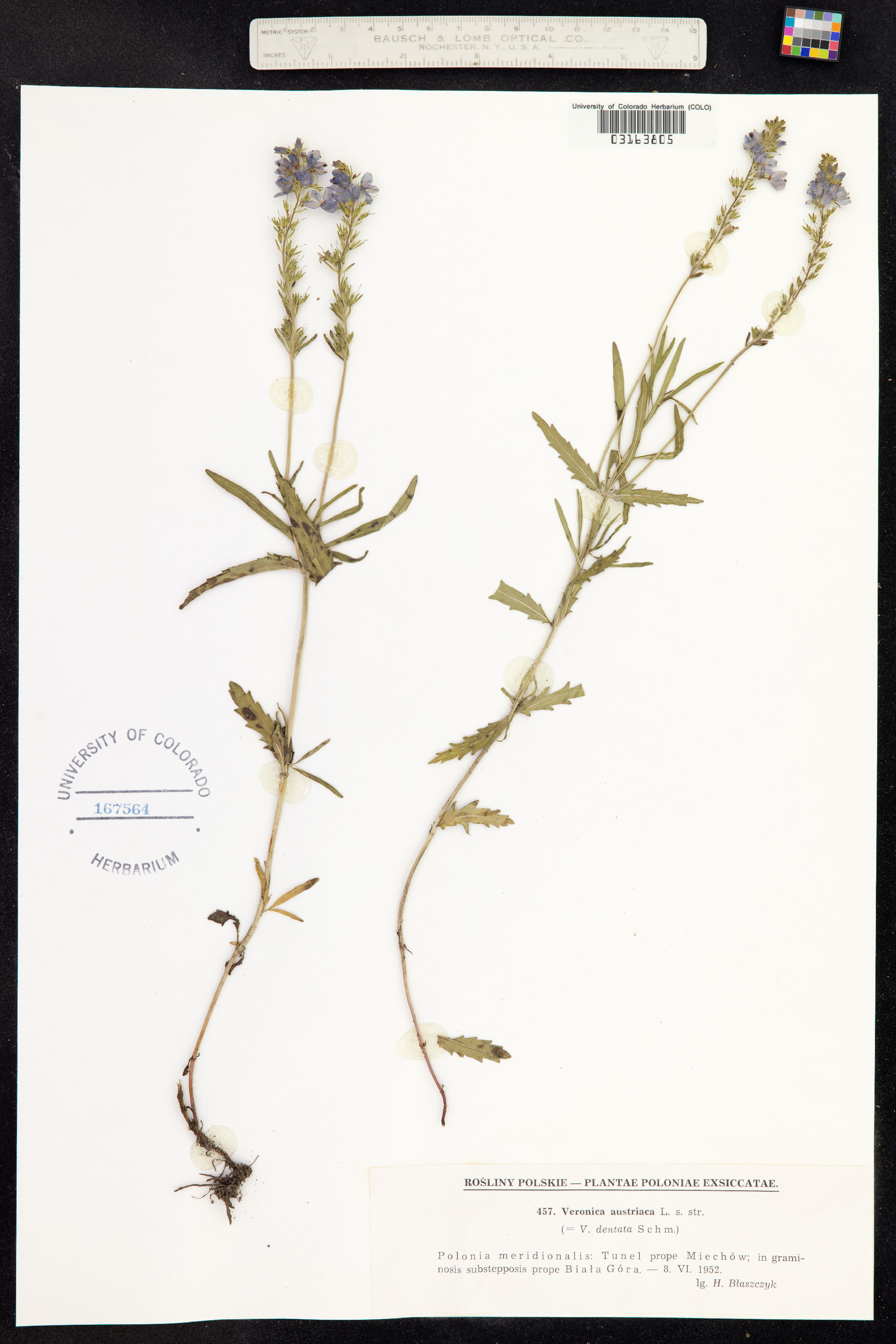 Veronica austriaca image