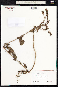 Veronica spicata image