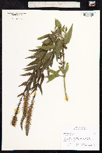 Veronica spicata image