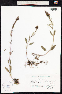 Veronica spicata image