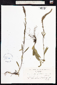 Veronica spicata image