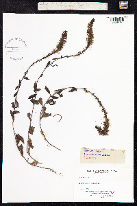 Veronica spicata image